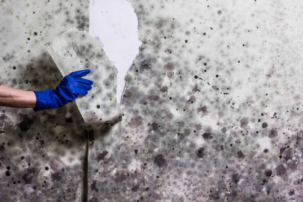 Best White Mold Remediation in Edgewood, OH
